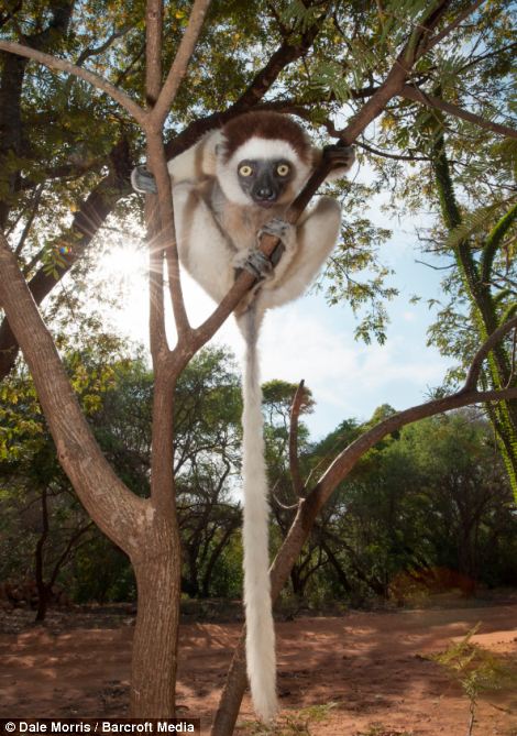 Прыгающие лемуры на острове Мадагаскар от Дэйла Морриса (Leaping lemurs photographed on the island of Madagascar by Dale Morris)