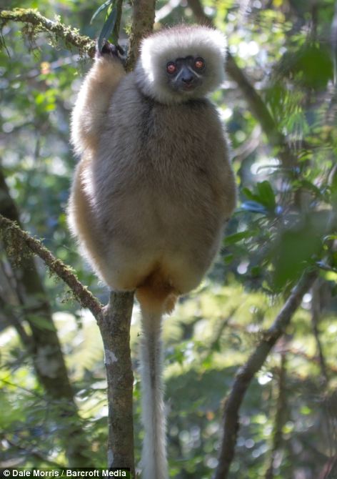 Прыгающие лемуры на острове Мадагаскар от Дэйла Морриса (Leaping lemurs photographed on the island of Madagascar by Dale Morris)
