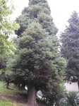  SAM_4915 (300x400, 67Kb)