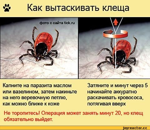 Длинные или короткие? форум Диспорт: отзывы реальных людей, видео отзывы, отзывы врачей