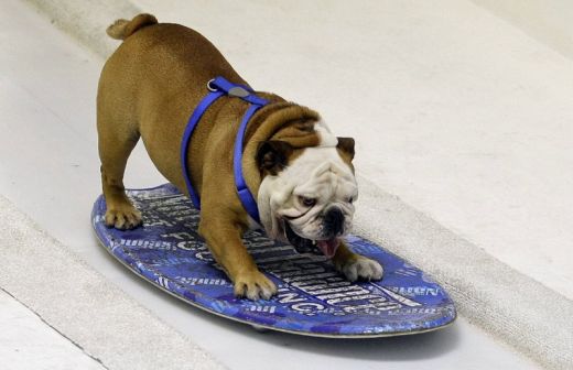 тиллман собака на скейте фото 2 (520x336, 27Kb)