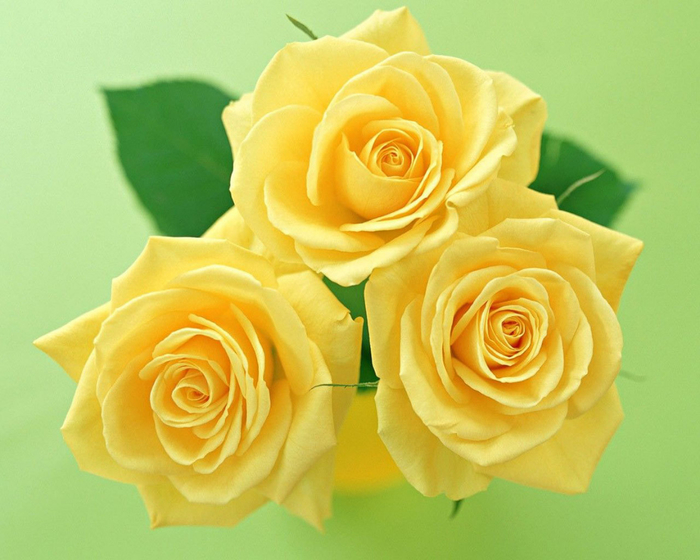 three-yellow-roses-1280 (700x560, 347Kb)