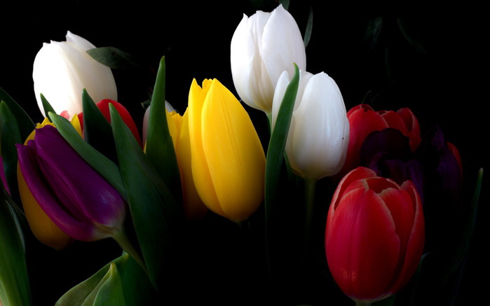 Язык цветов 376368_cvety_tyulpany_buket_2560x1600_(www.GdeFon.ru) (700x437, 52Kb)