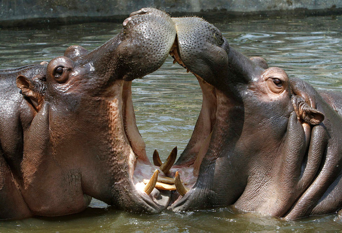 Гиппопотамы в зоопарке Нью-Дели. © B Mathur Reuters (700x478, 180Kb)