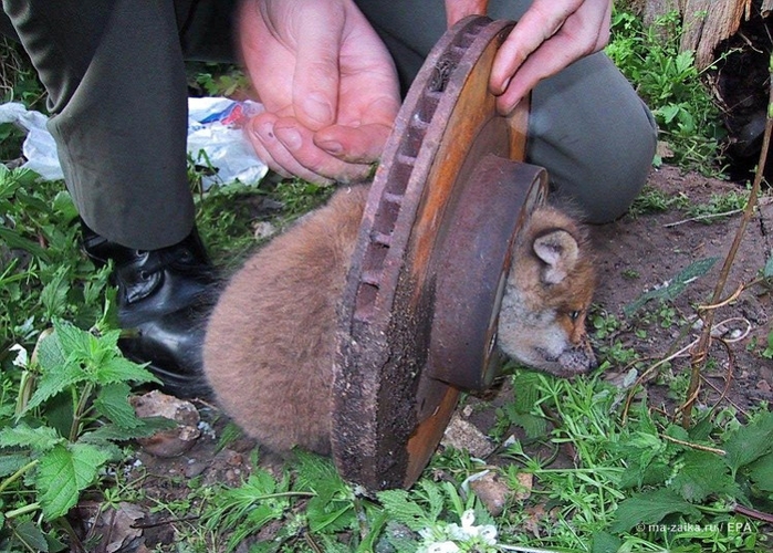 Животные в узком месте (Animals in a tight spot)