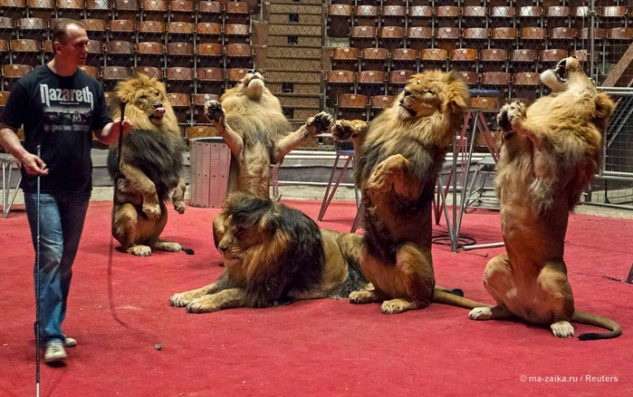 Танцы со львами: репетиция укротителя львов (Dances with lions: lion tamer rehearsals)/2270477_22 (700x438, 282Kb)