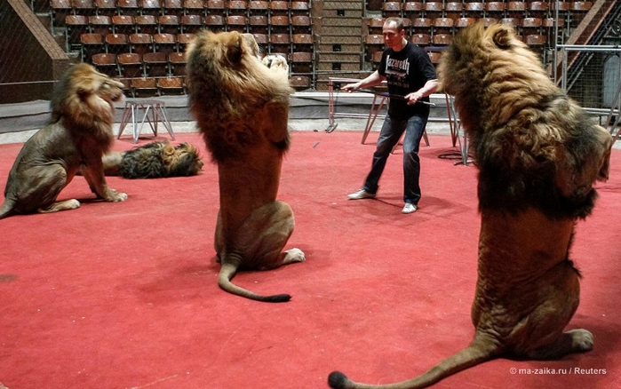 Танцы со львами: репетиция укротителя львов (Dances with lions: lion tamer rehearsals)/2270477_28 (700x438, 254Kb)