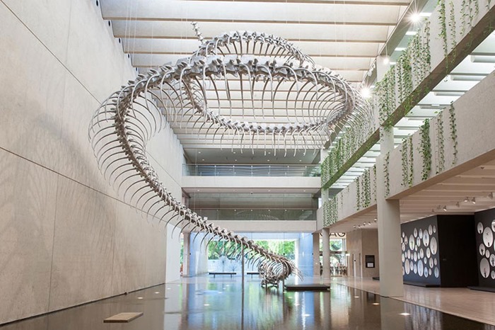 Скелет 53 метровой гигантской змеи