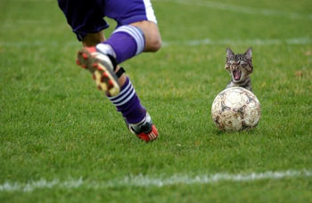 futbol_full (350x228, 35Kb)