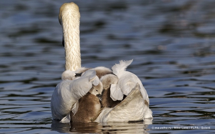 Картинки дня: 10 июня 2013 (Pictures of the day: 10 June 2013)