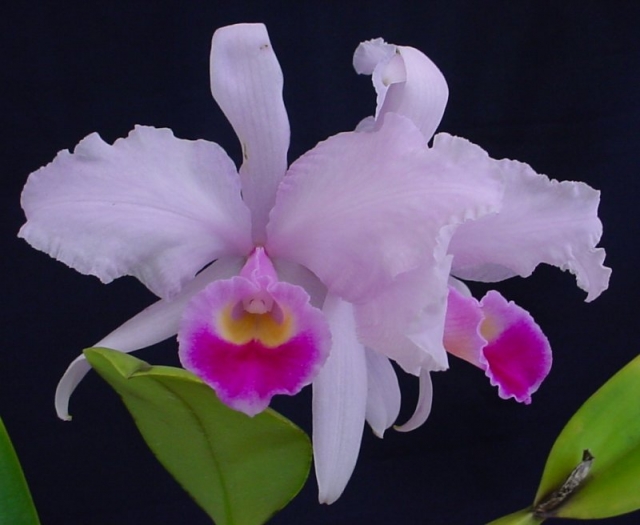 photo-010-kattleia-orhidnye (640x525, 160Kb)