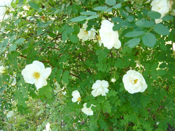 4867606_P1090612 (700x525, 354Kb)
