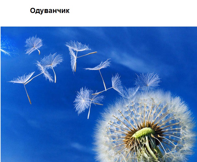 Туника бабочка