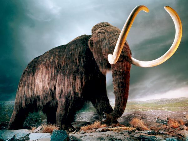 3185107_mamont (600x450, 52Kb)