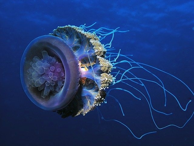 медузы фото 7 (640x480, 126Kb)