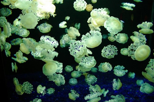 медузы фото 10 (650x434, 146Kb)