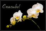 99156549_preview_spasibo4 (149x100, 14Kb)