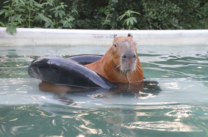 Крупнейшее животное из мира грызунов (World's largest pet rodent)