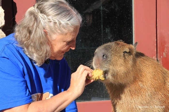 Крупнейшее животное из мира грызунов (World's largest pet rodent)