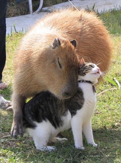 Крупнейшее животное из мира грызунов (World's largest pet rodent)