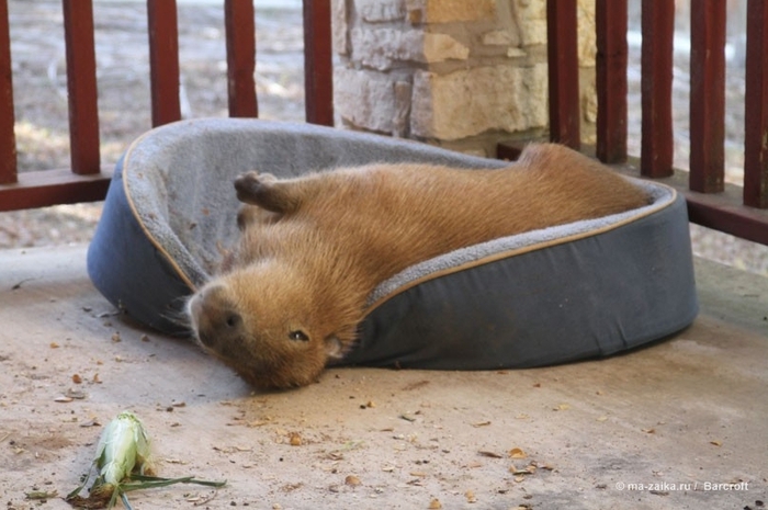 Крупнейшее животное из мира грызунов (World's largest pet rodent)