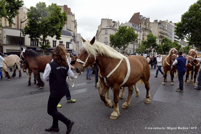Скот выбрался на улицы Парижа