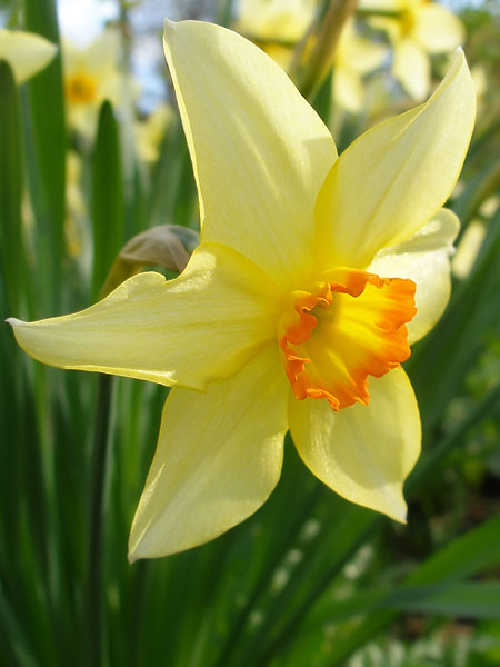 NarcissPlant (450x600, 173Kb)