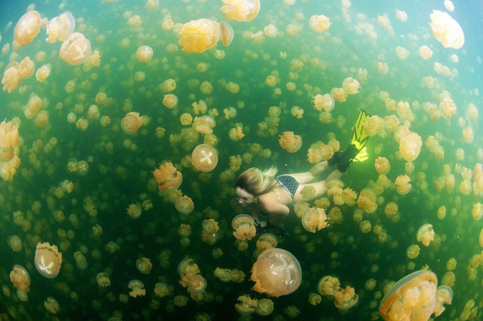 swim-with-jelly-fish (700x464, 239Kb)