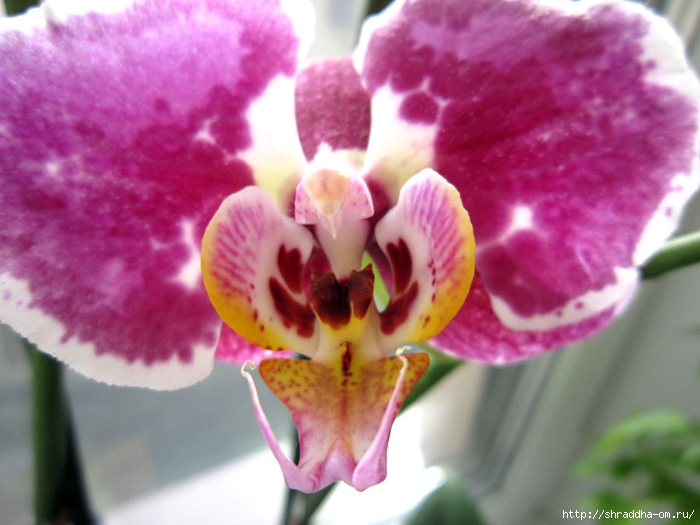 орхидеи домашние (2) (700x525, 232Kb)