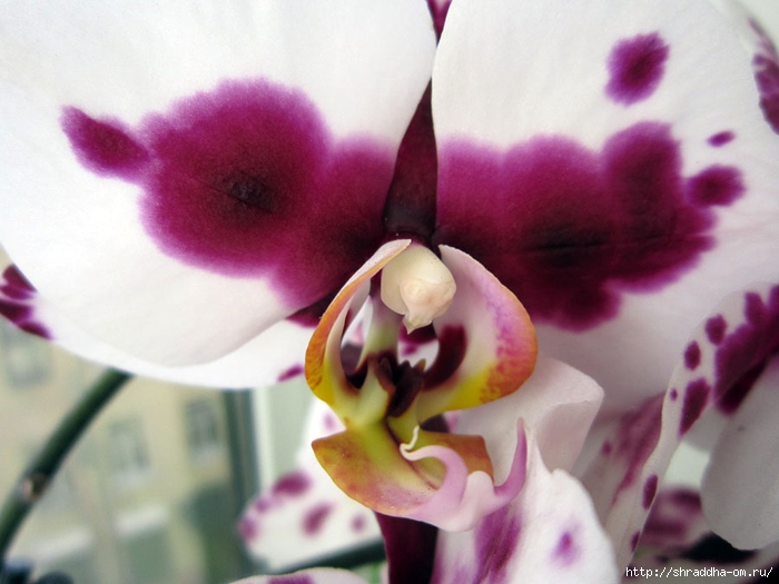 орхидеи домашние (6) (700x525, 217Kb)