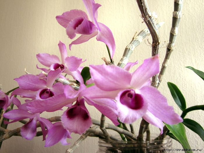орхидеи домашние (10) (700x525, 289Kb)