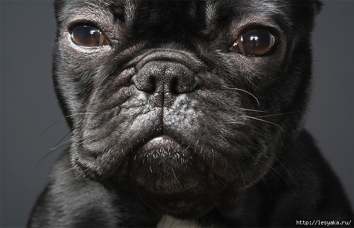 tim-flach-3.jpg (700x450, 247Kb)