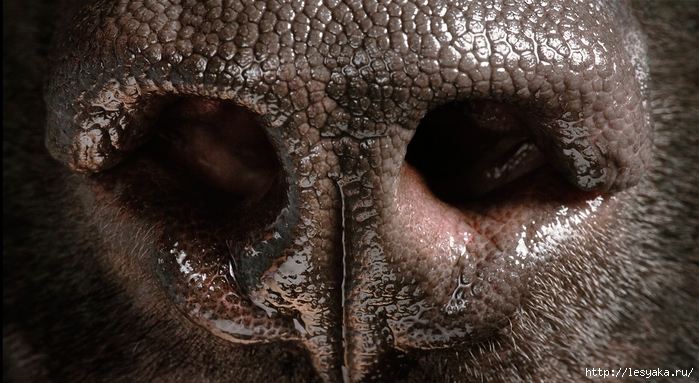 tim-flach-8 (700x383, 256Kb)