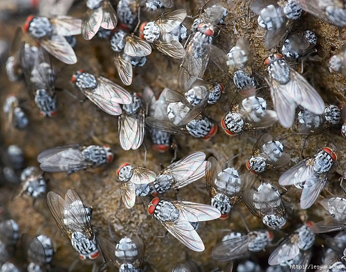 tim-flach-12 (700x550, 378Kb)