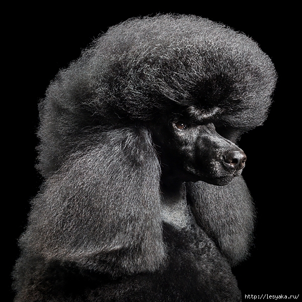 tim-flach-21 (600x600, 286Kb)