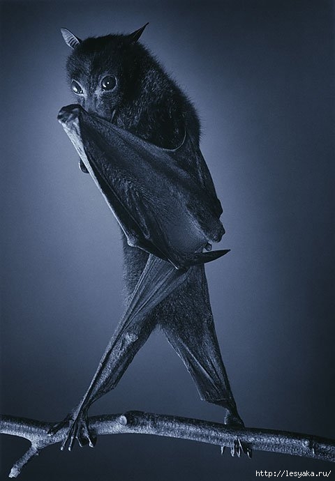 tim-flach-24 (480x690, 138Kb)