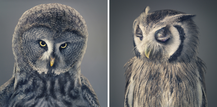 tim-flach-41 (700x346, 429Kb)