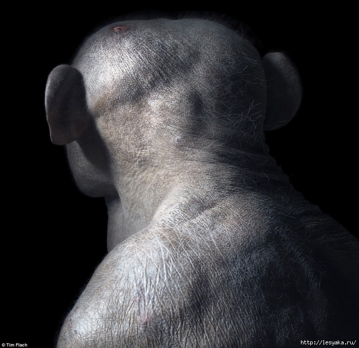 tim-flach-43 (700x678, 263Kb)