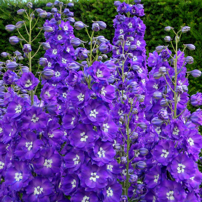 Delphinium20 (700x700, 787Kb)