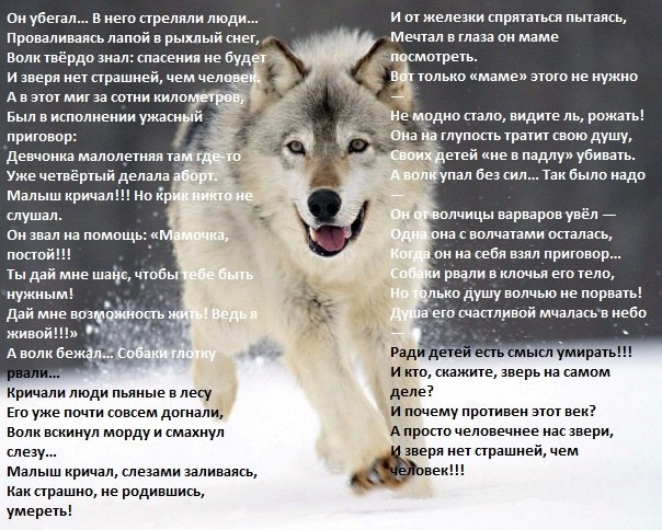 Стих про любовь о животных Стих про любовь о животных