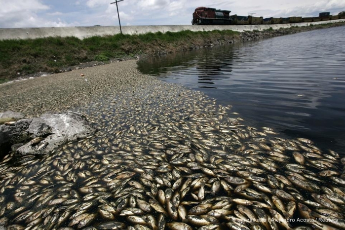В Мексике выловили 500 тонн мертвой рыбы