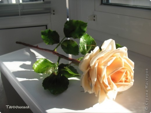 Розы из холодного фарфора и как сделать молды для лепки листьев (26) (520x390, 86Kb)