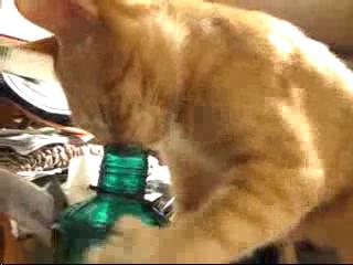 4208855_62758873 (320x240, 12Kb)