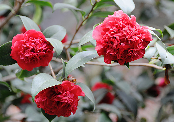 64810100_camellia_japonica2 (699x491, 322Kb)