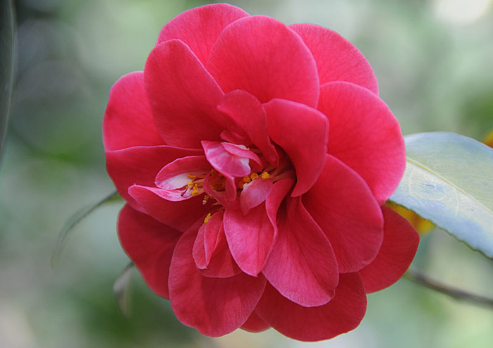 64810330_camellia_reticulata4 (699x494, 211Kb)