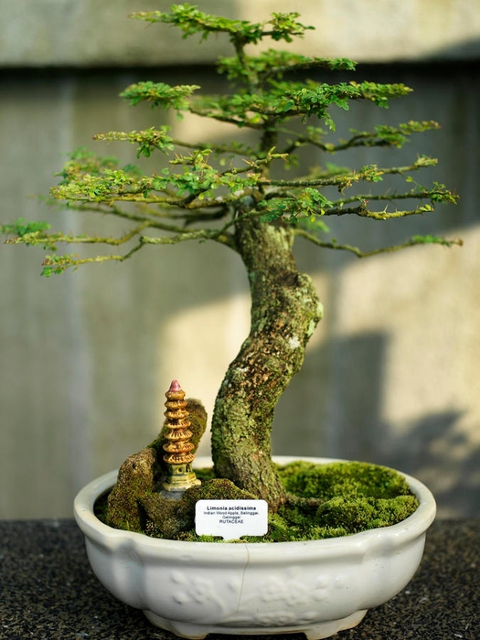 a-bonsai-tree-inside-of-the-botanical-justin-guariglia (525x700, 249Kb)
