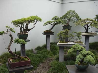bonsai-garden (400x300, 59Kb)