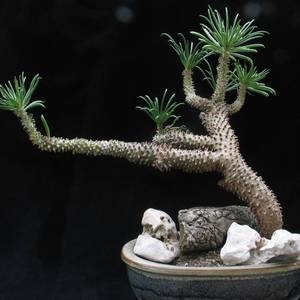 bonsai-trees-succulents-b_0 (300x300, 39Kb)