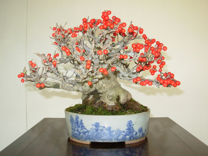 flowering-bonsai-tree (700x525, 269Kb)