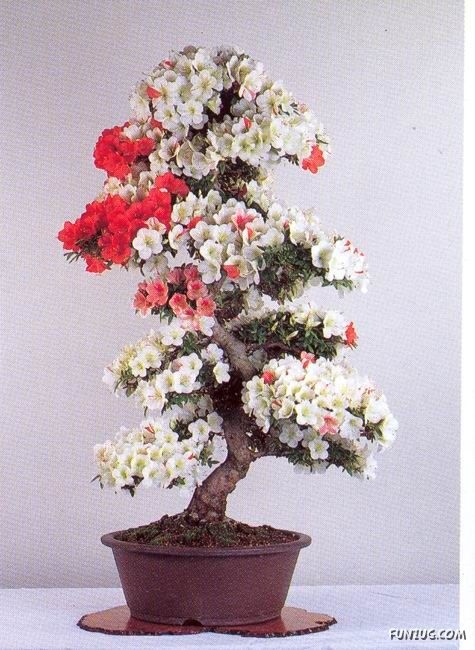 japanese_bonsai_trees_48 (475x650, 192Kb)